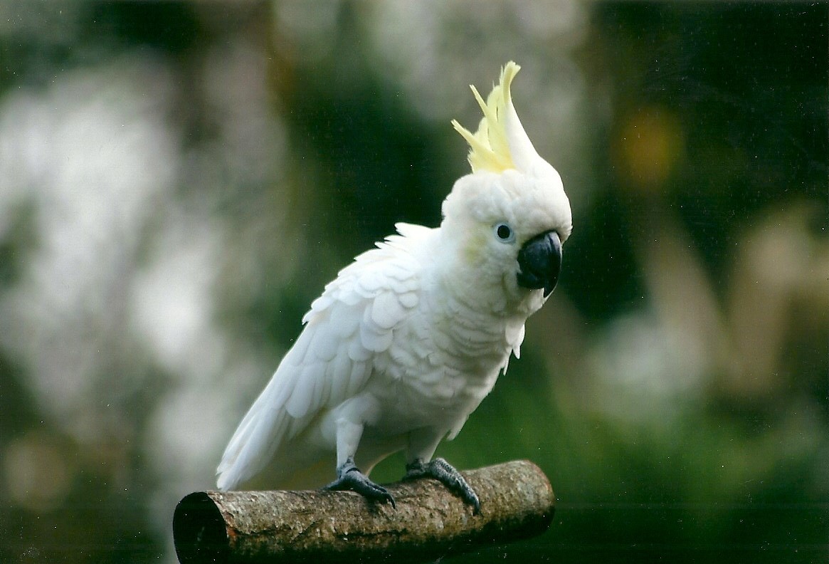 Lesser Sulphur-crested Cockatoo, 26th September 2013