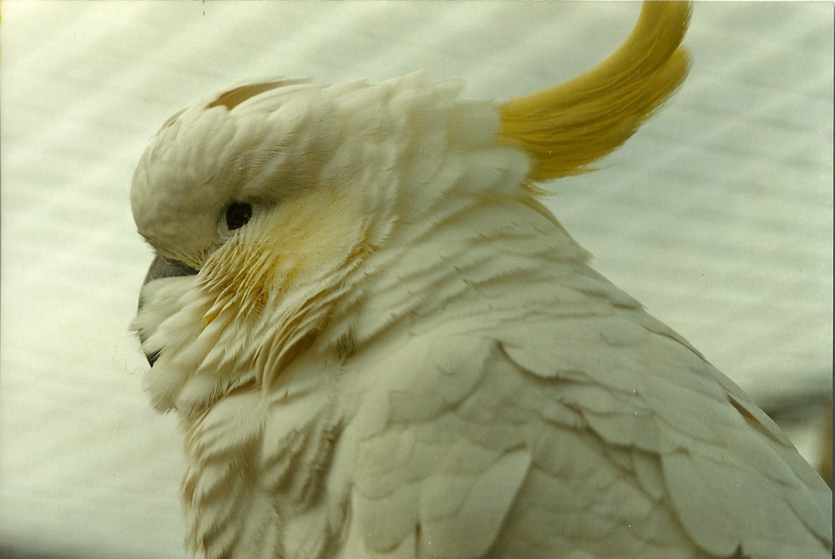 Lesser Sulphur-crested Cockatoo 4th March 1995