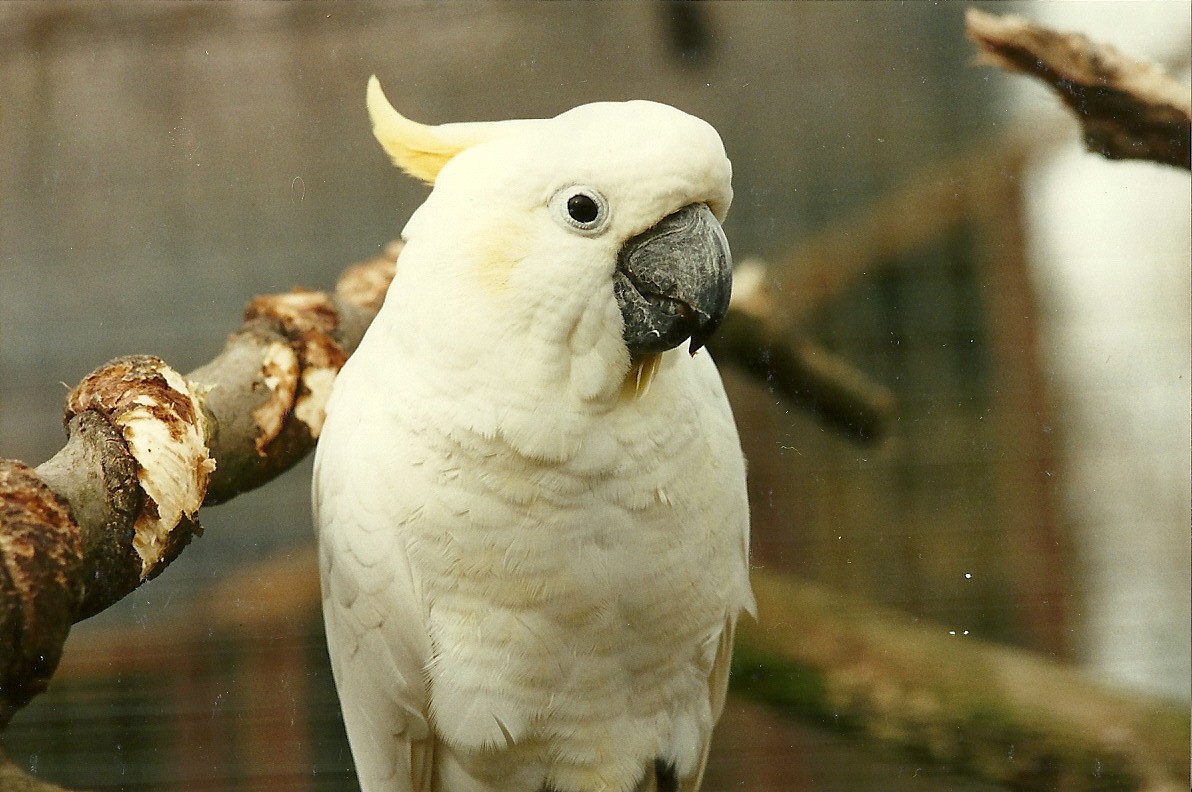 Lesser Sulphur-crested Cockatoo 4th March 1995