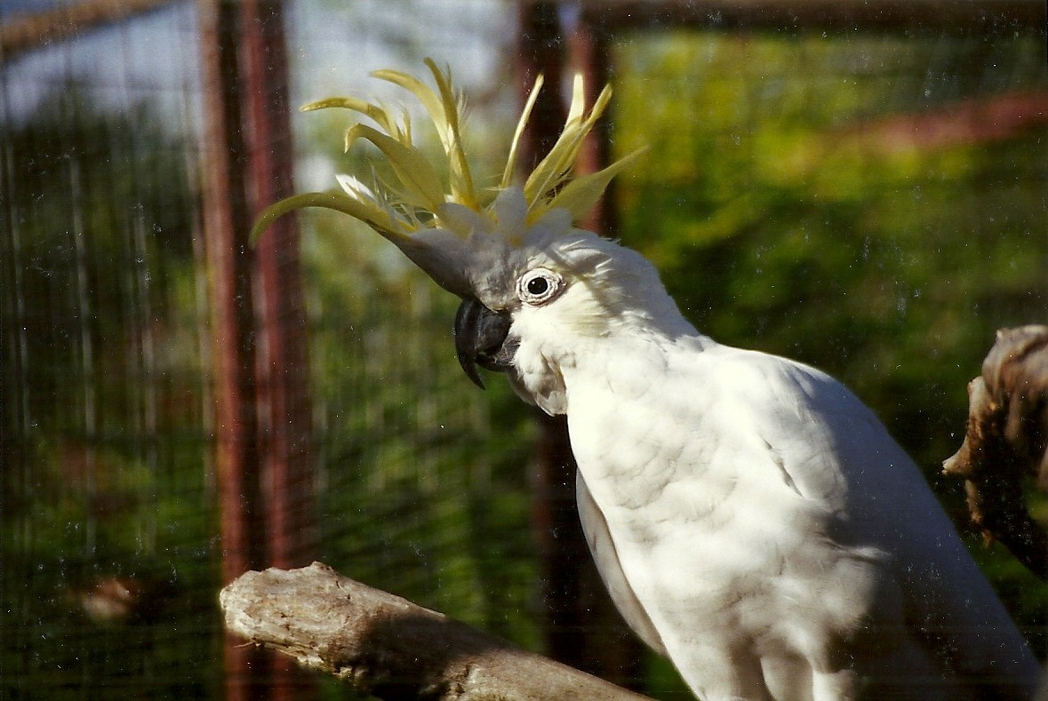 Lesser Sulphur-crested Cockatoo 4th October 1995