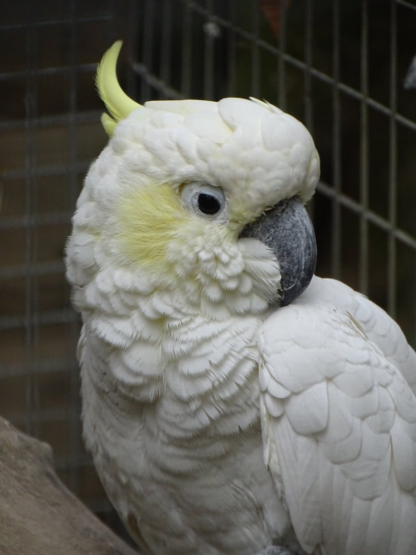 Lesser Sulphur-crested Cockatoo, 8th October 2025