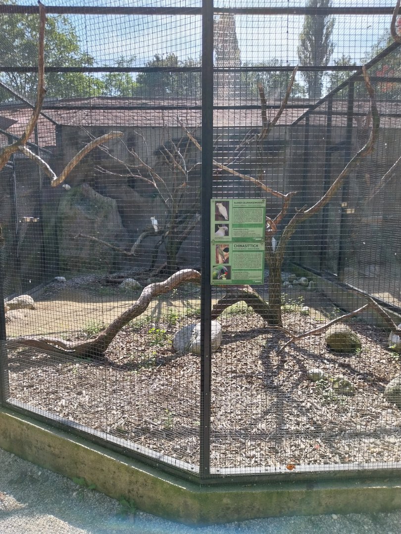 Lesser sulphur-crested cockatoo and Lord Derbyan's parakeet aviary