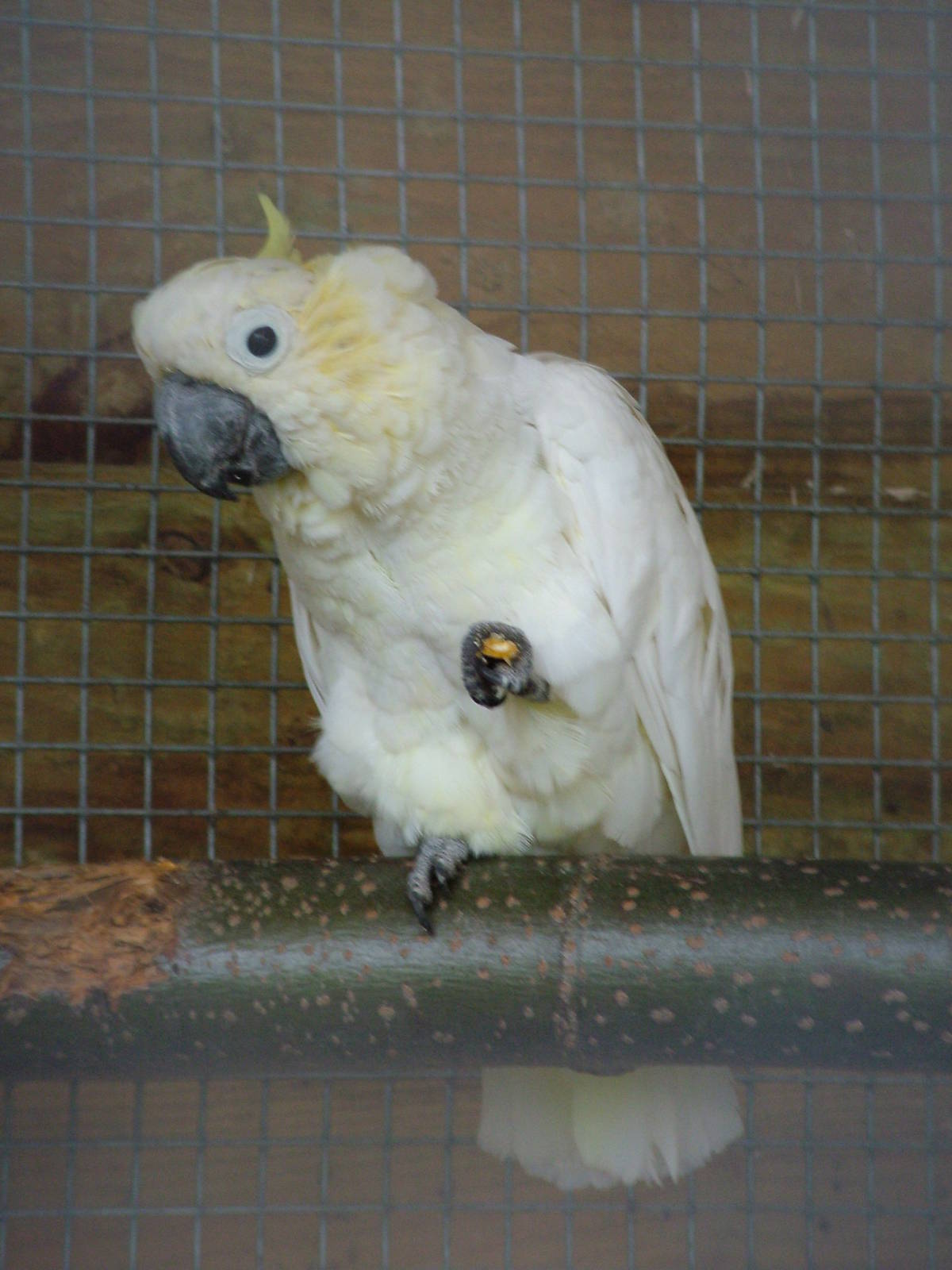 Lesser Sulphur-crested Cockatoo at Tropical Wings 29/11/09