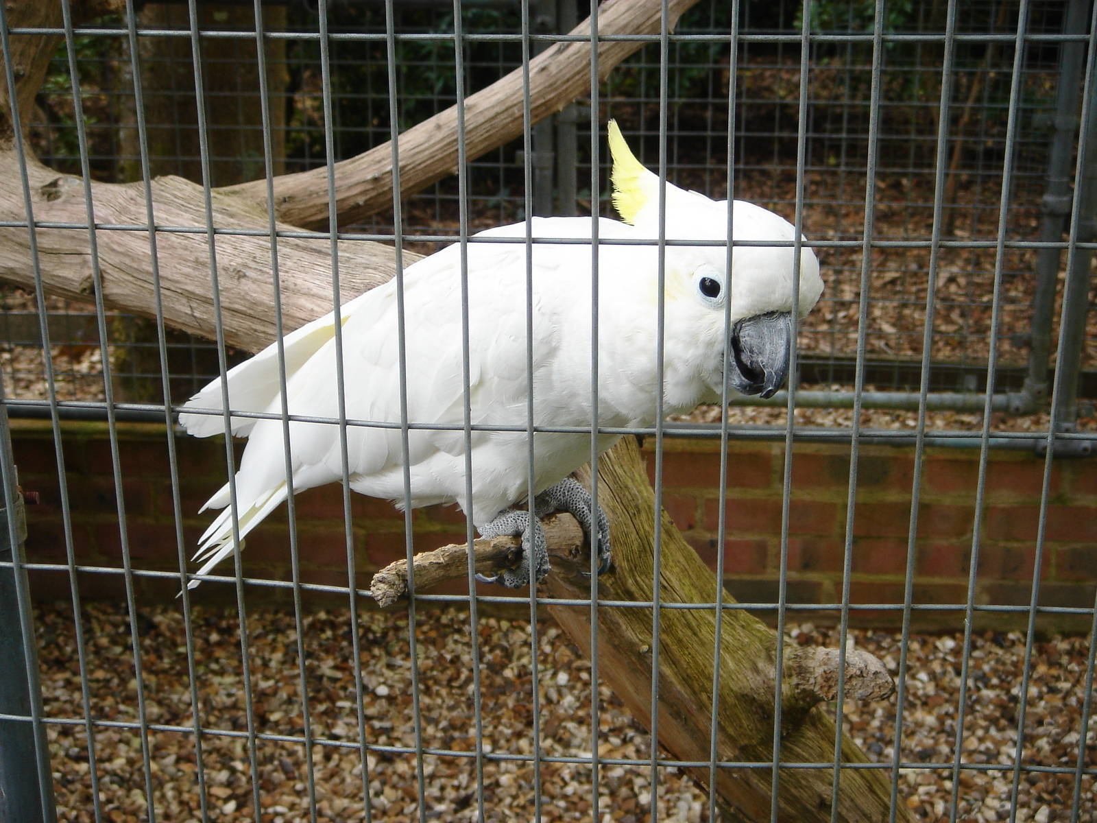 Lesser Sulphur Crested Cockatoo "Bacon".