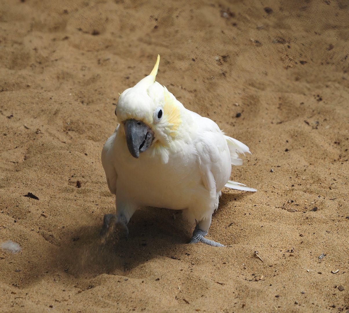Lesser sulphur-crested cockatoo (Cacatua sulphurea), 2024-06-08