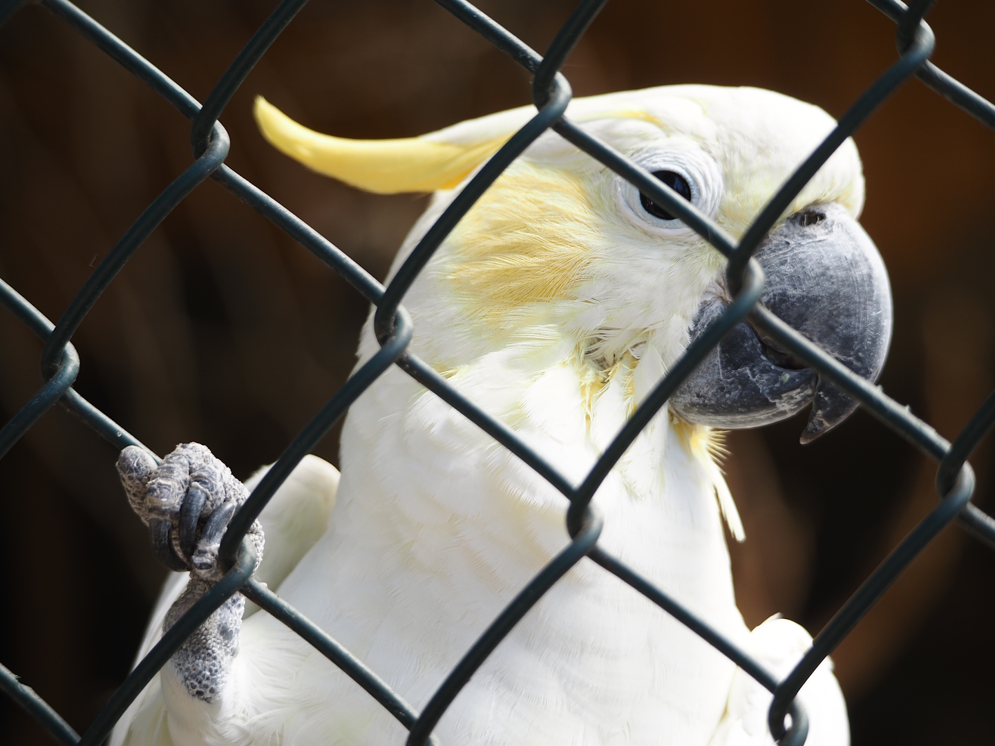 Lesser sulphur-crested cockatoo (Cacatua sulphurea), 2024-06-08