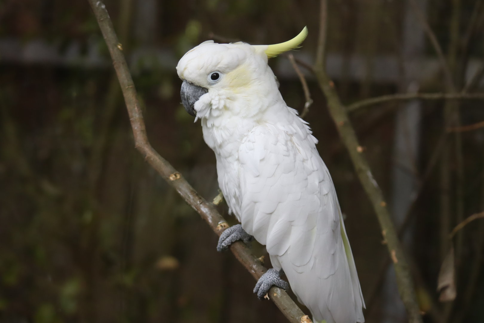 Lesser sulphur-crested Cockatoo (Cacatua sulphurea)
