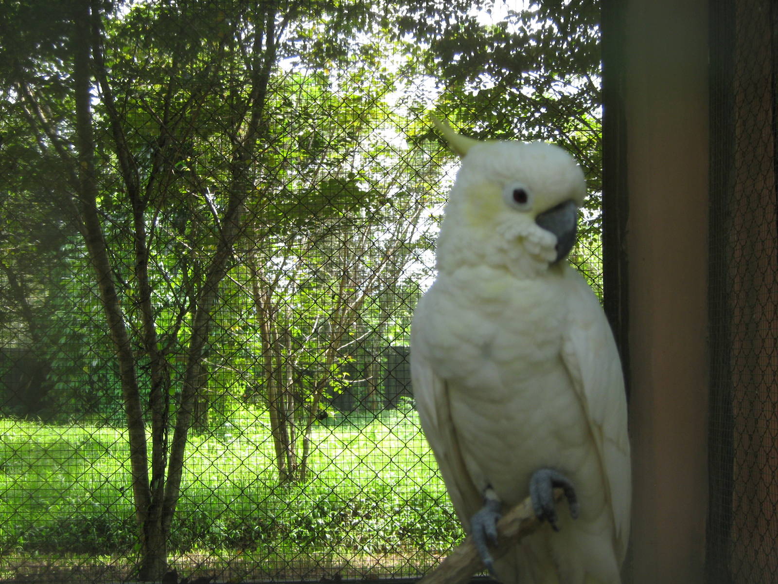 lesser sulphur-crested cockatoo (Cacatua sulphurea)