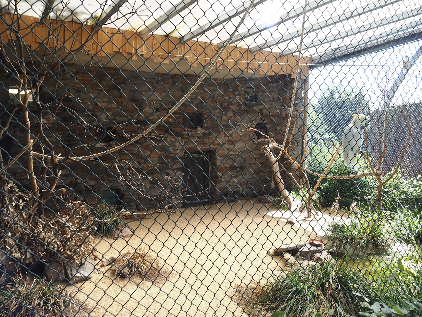 Lesser sulphur-crested cockatoo, Laughing kookaburra and Long-nosed potoroo aviary, 2024-06-08