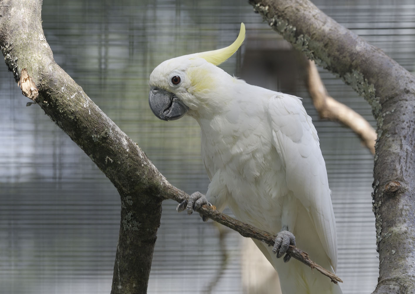 Lesser sulphur-crested cockatoo