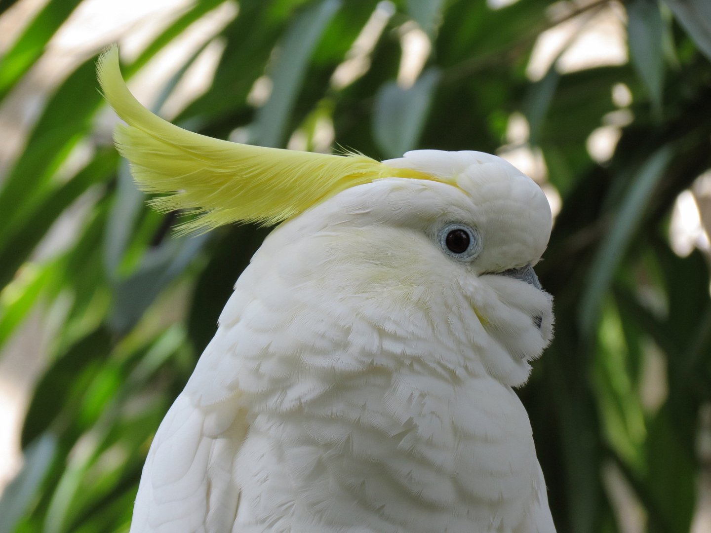 Lesser Sulphur-crested Cockatoo