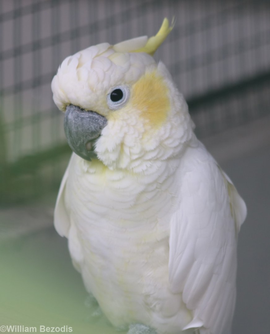 Lesser Sulphur-crested Cockatoo