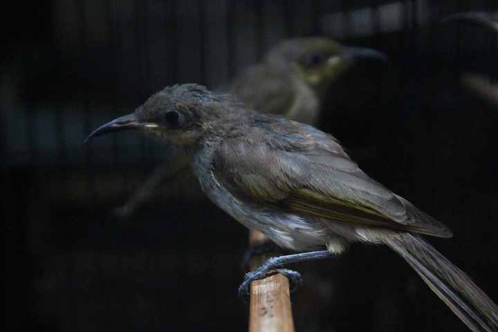 Lesser Sunda brown honeyeater (Lichmera indistincta limbata)