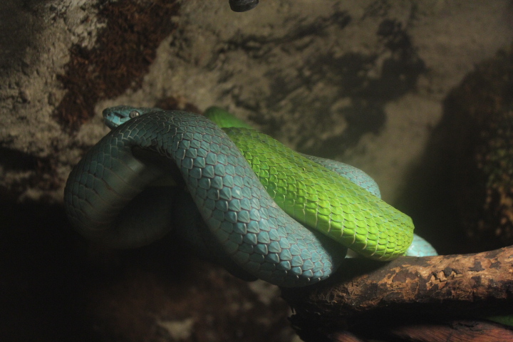 Lesser Sunda Islands pit viper (Trimeresurus insularis) - BXSea