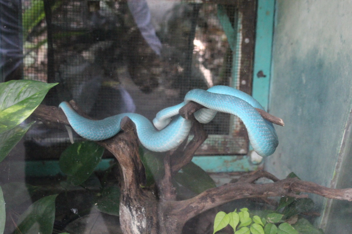 Lesser Sunda Islands pit viper (Trimeresurus insularis)
