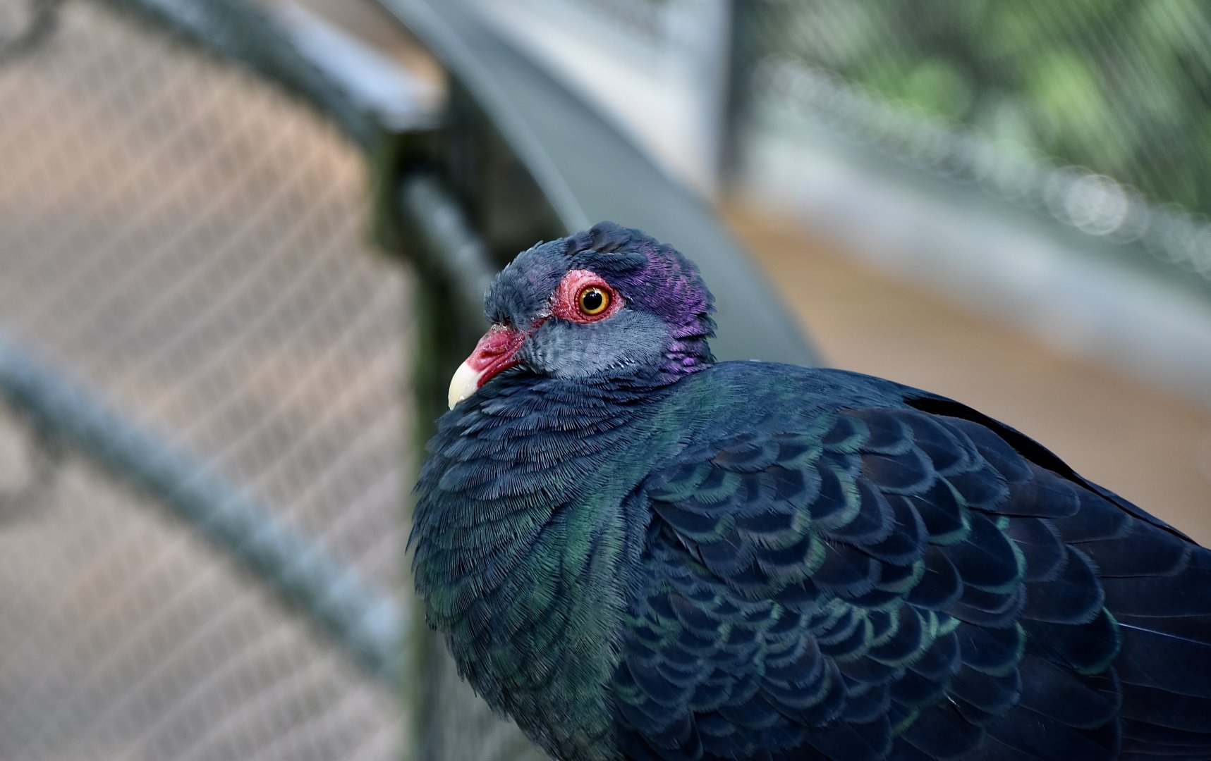Lesser Sunda Metallic Pigeon (Columba vitiensis metallica)