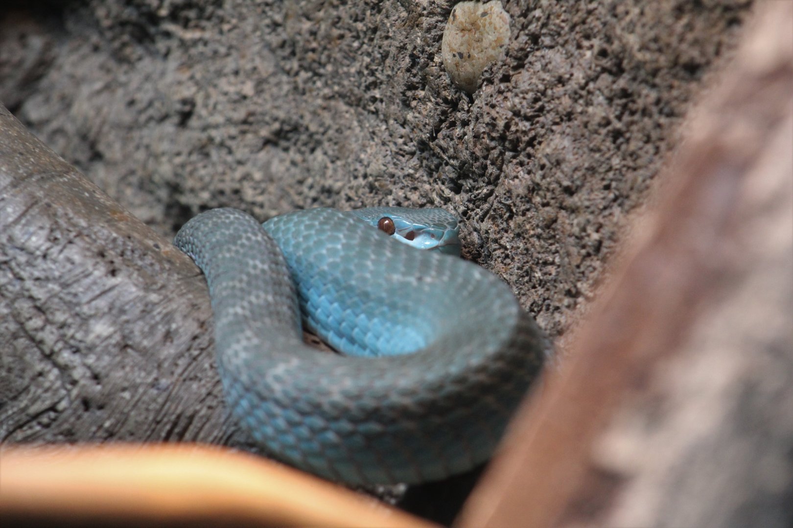 Lesser Sundas Island Pitviper