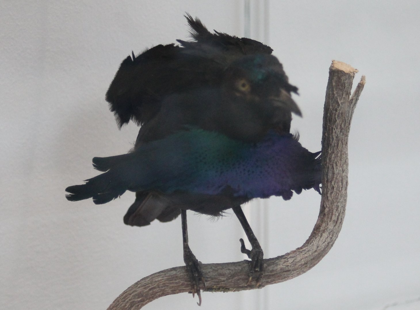 Lesser superb bird of paradise