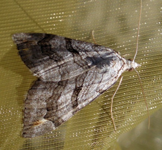 Lesser Treble-bar (Aplocera efformata)