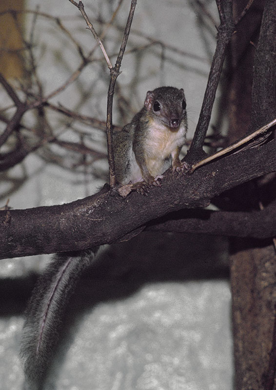 Lesser tree shrew 1974