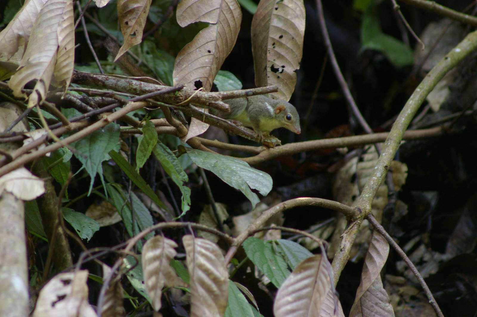 lesser tree shrew (Tupaia minor)