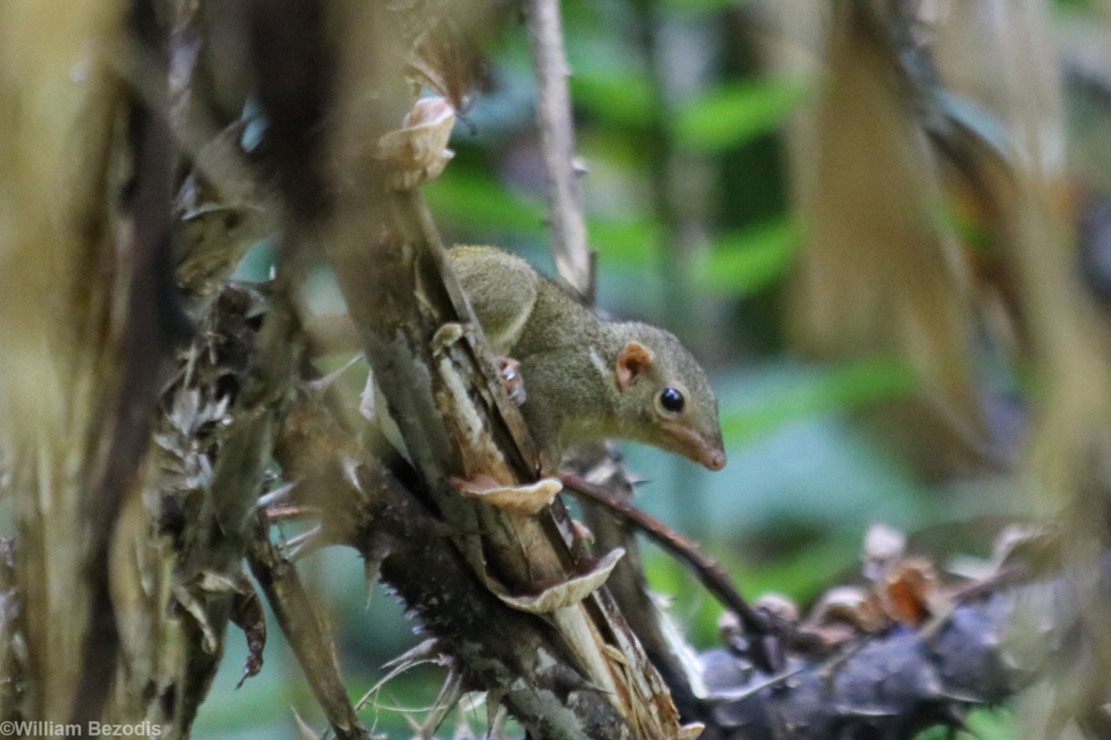 Lesser Treeshrew - Sepilok