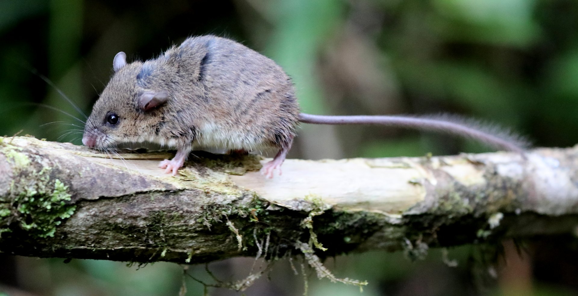 lesser tufted-tailed rat (Eliurus minor)