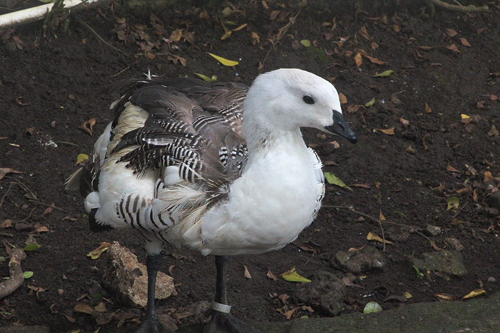 Lesser upland goose (Chloephaga picta picta)