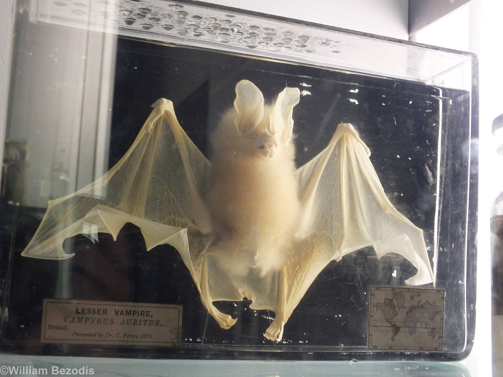 Lesser Vampire Bat - NHM London
