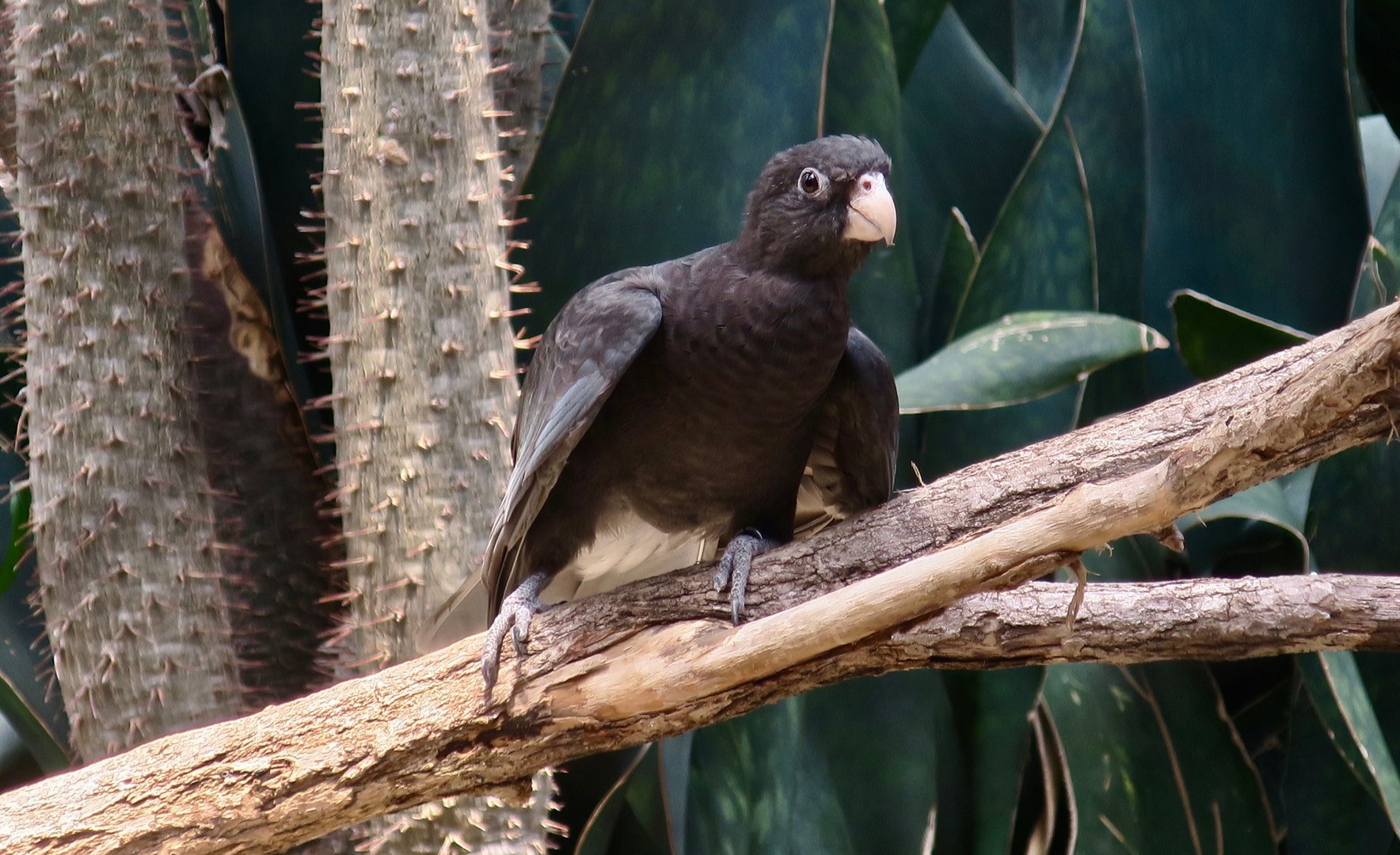 Lesser Vasa (Coracopsis nigra)