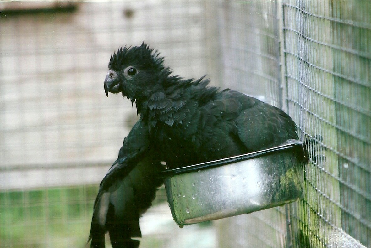 Lesser Vasa Parrot 10th September 2012