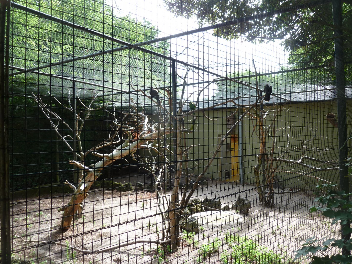 Lesser vasa parrot aviary