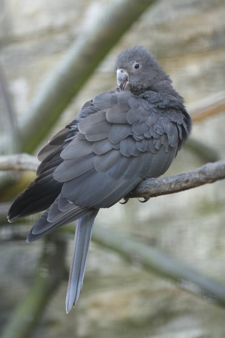 Lesser vasa parrot (Coracopsis nigra)