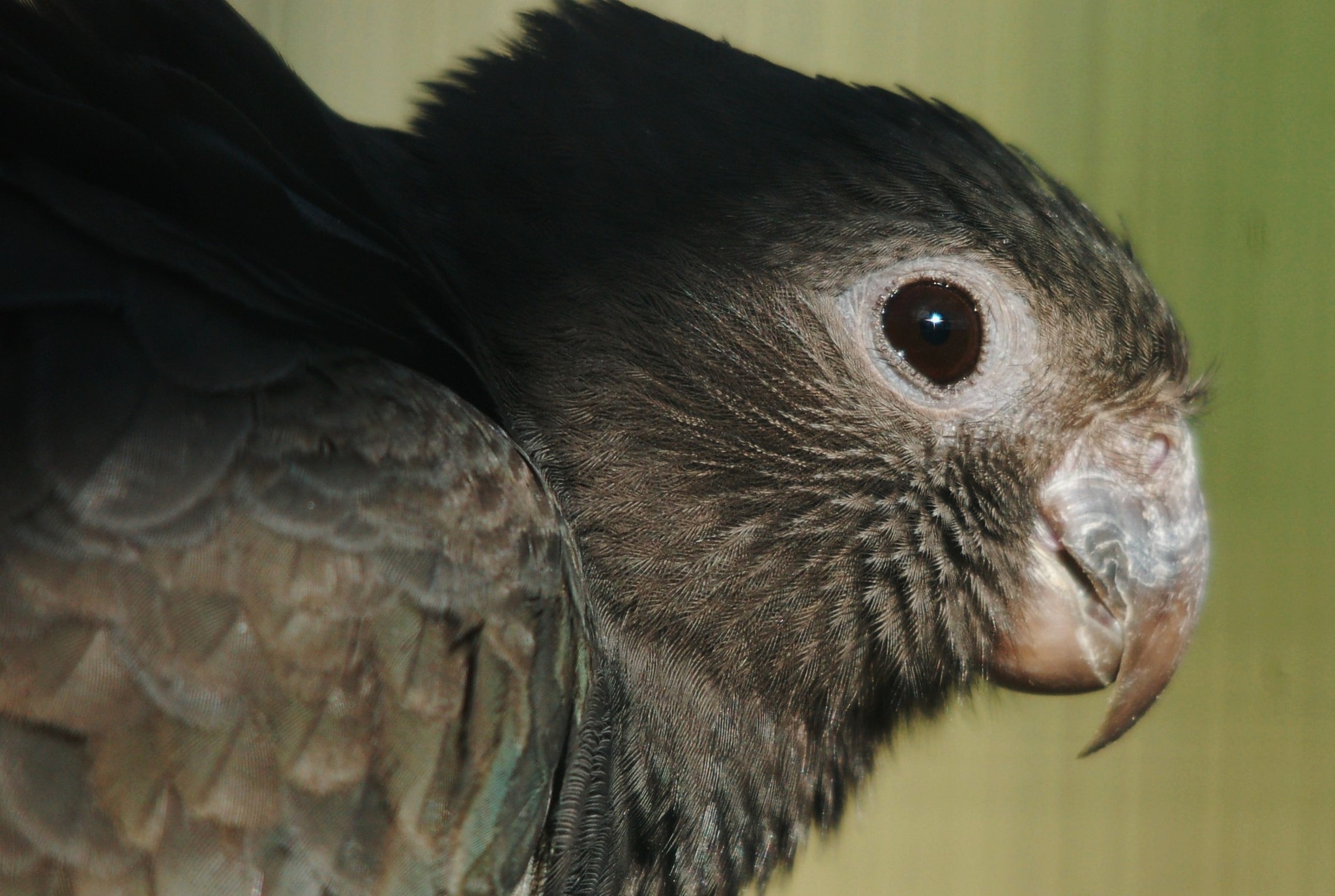 Lesser Vasa Parrot - Coracopsis nigra