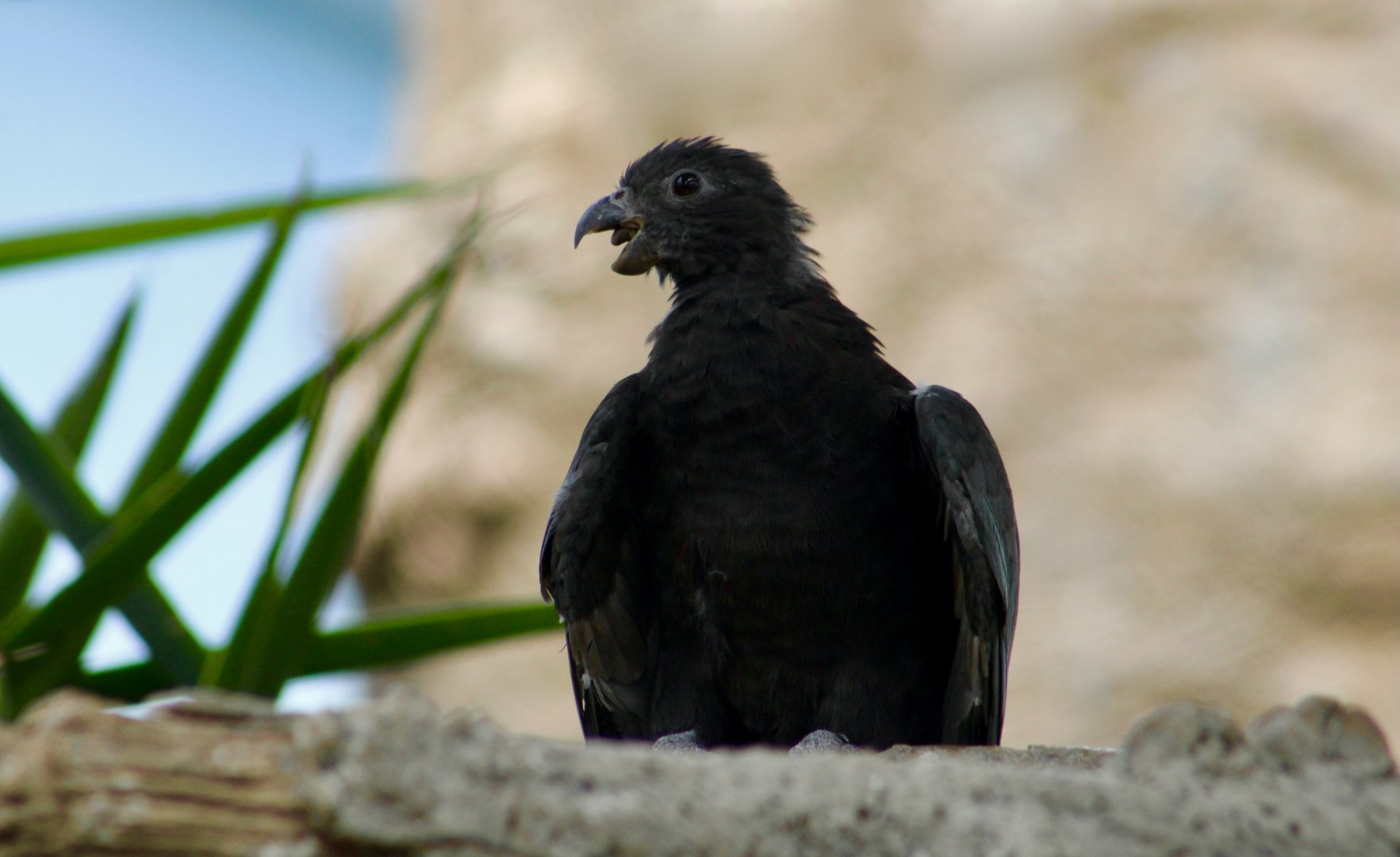 Lesser Vasa Parrot (Coracopsis nigra)