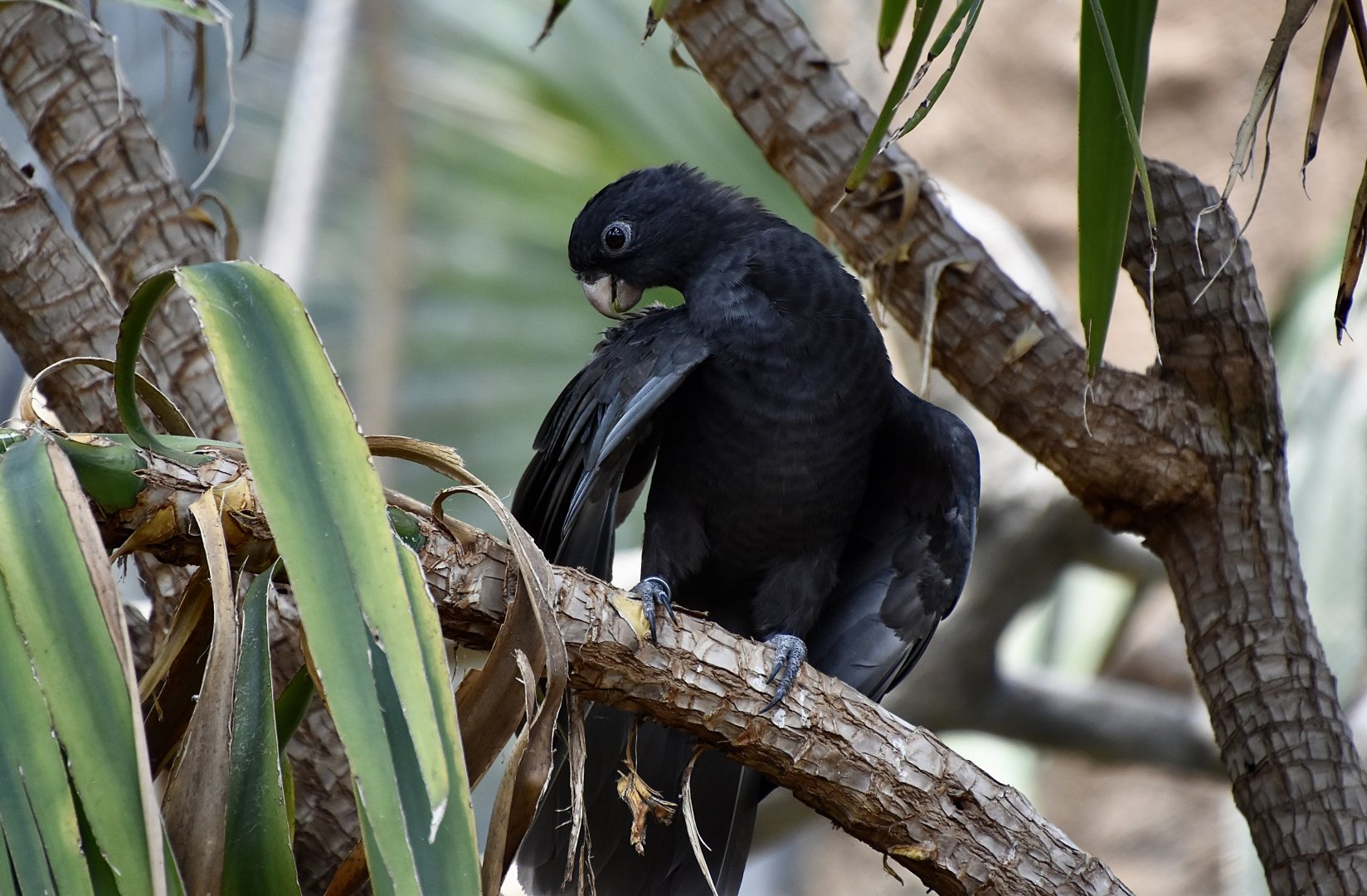 Lesser Vasa Parrot (Coracopsis nigra)