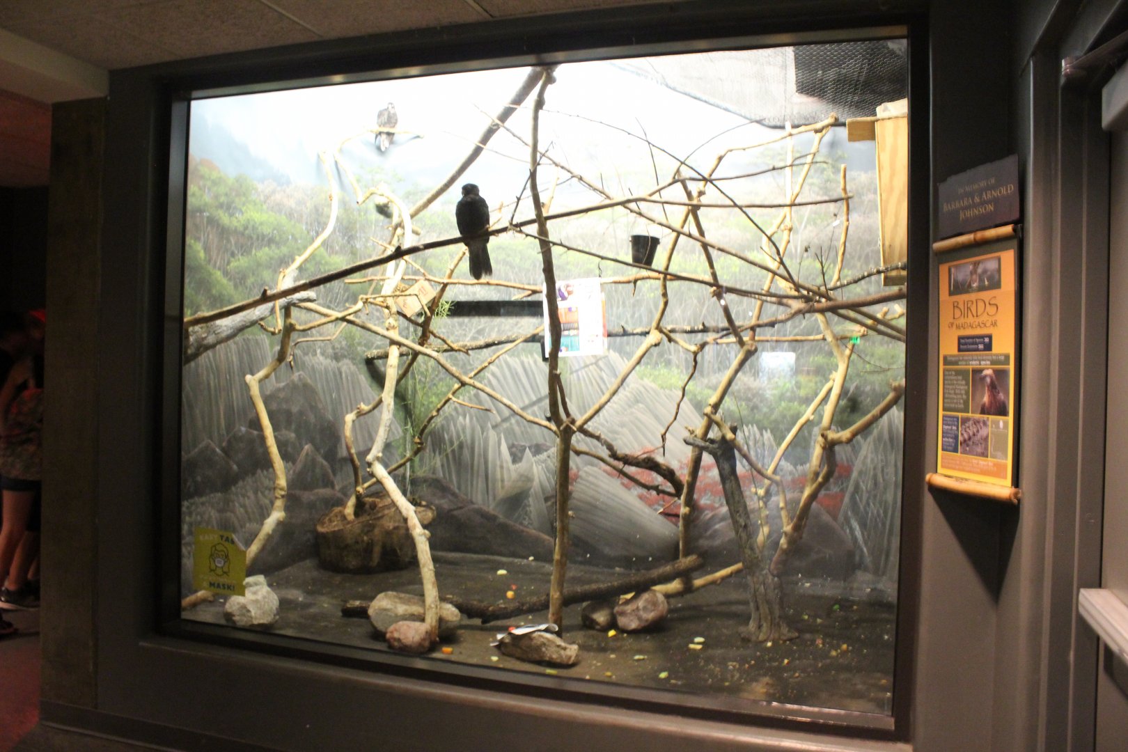 Lesser Vasa Parrot Exhibit - Exhibition Madagascar