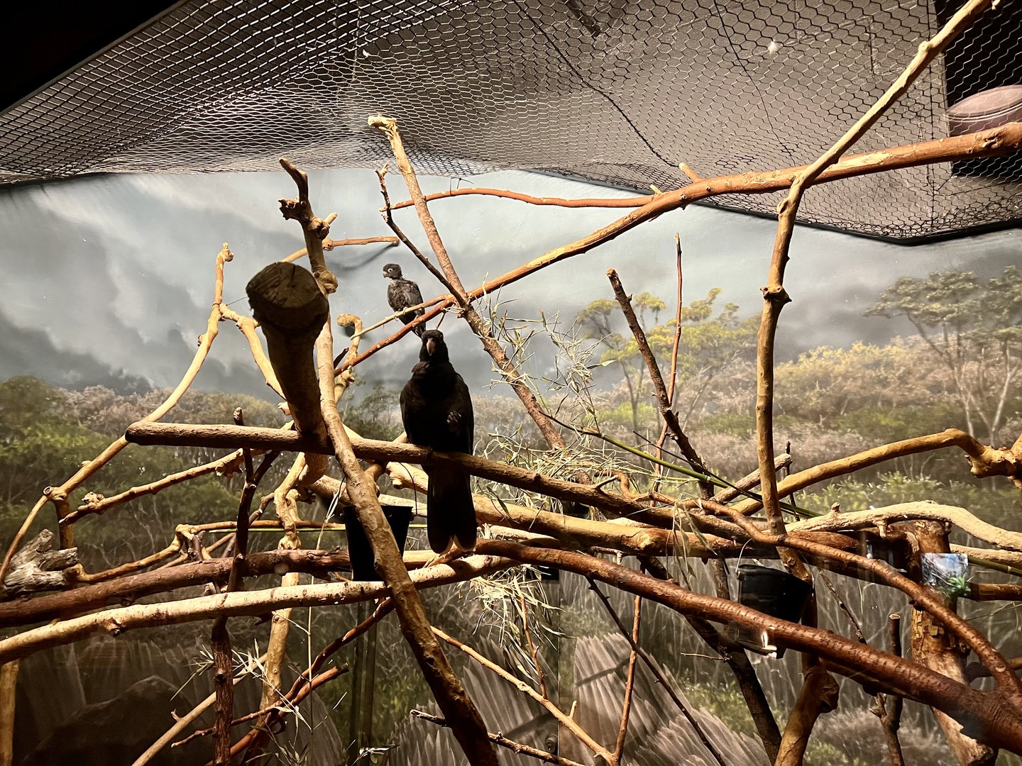 Lesser Vasa Parrot Exhibit