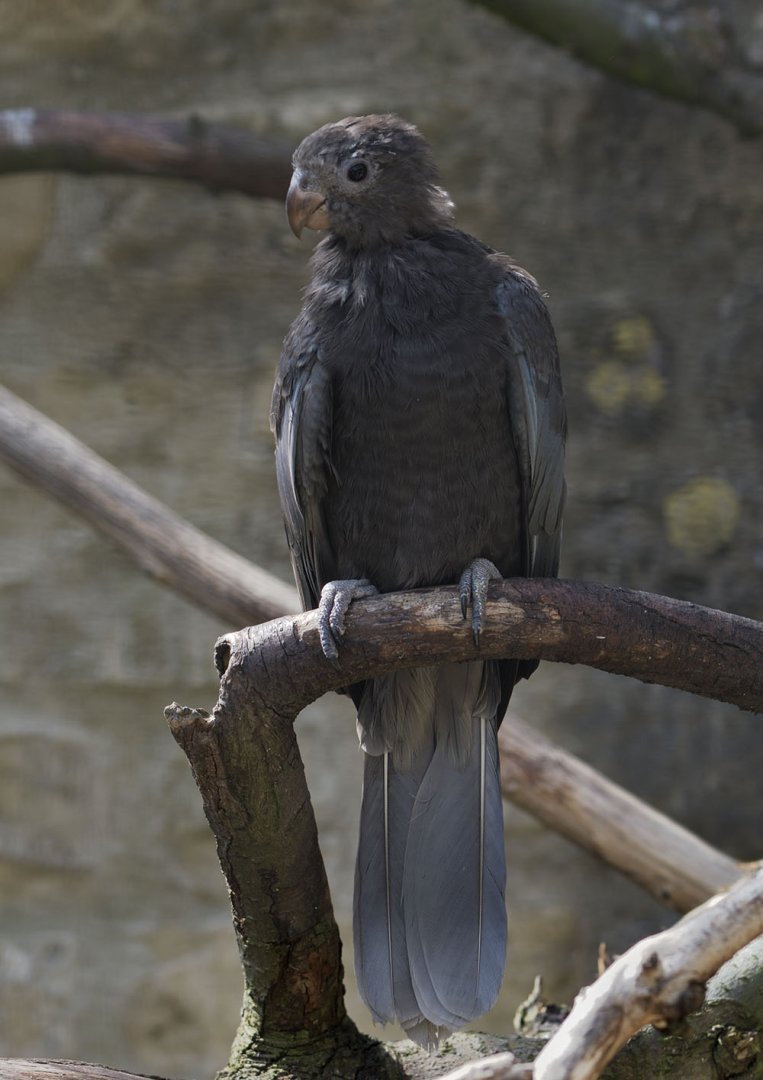 Lesser vasa parrot