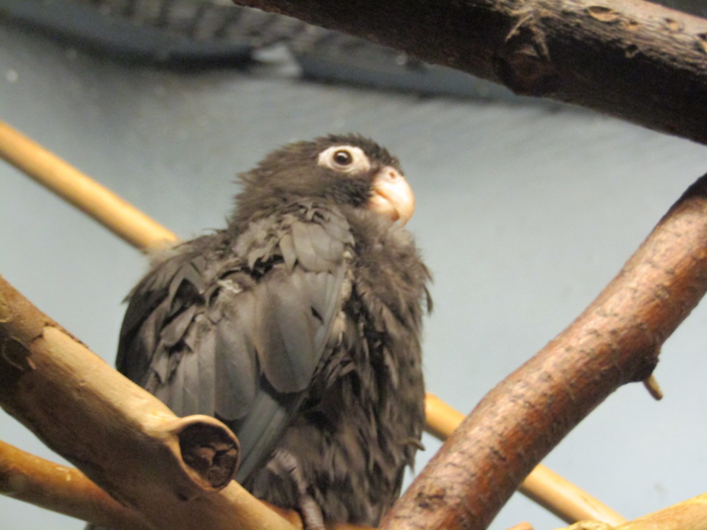 Lesser Vasa Parrot