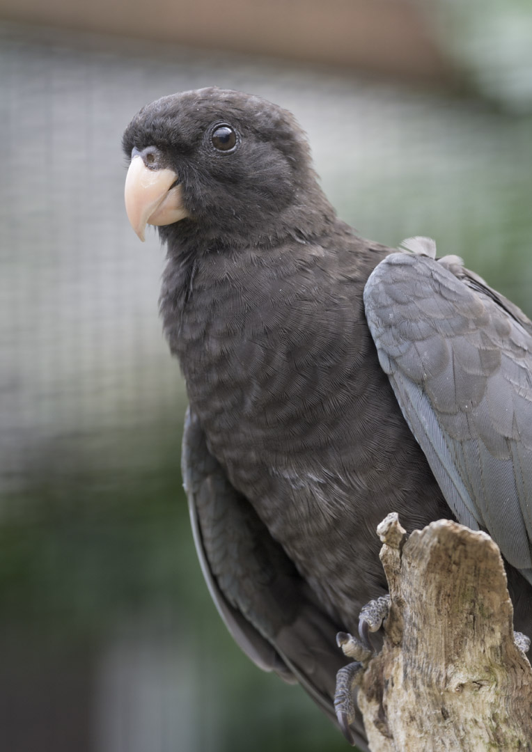 Lesser vasa parrot
