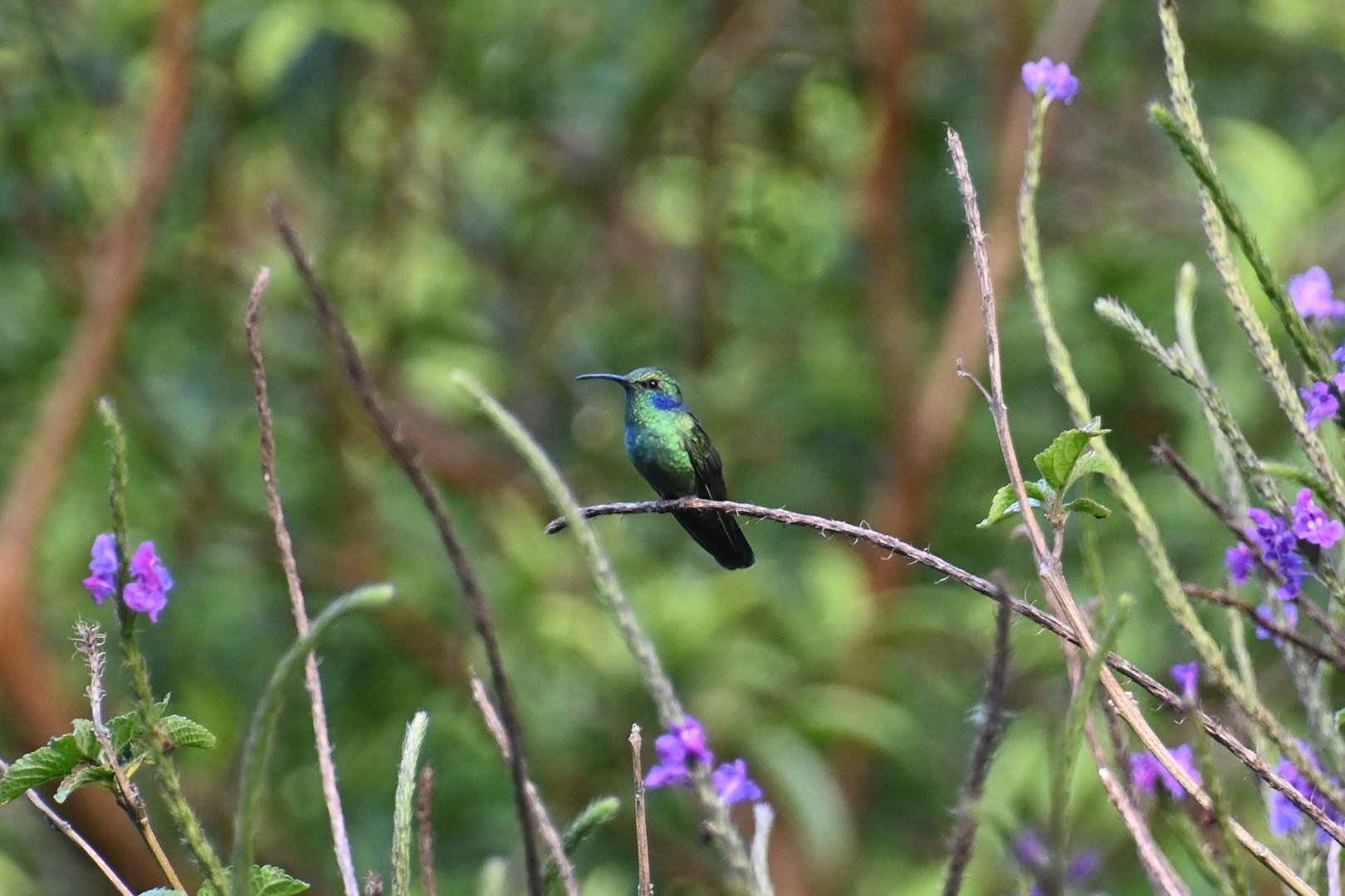 Lesser violetear (Colibri cyanotus)