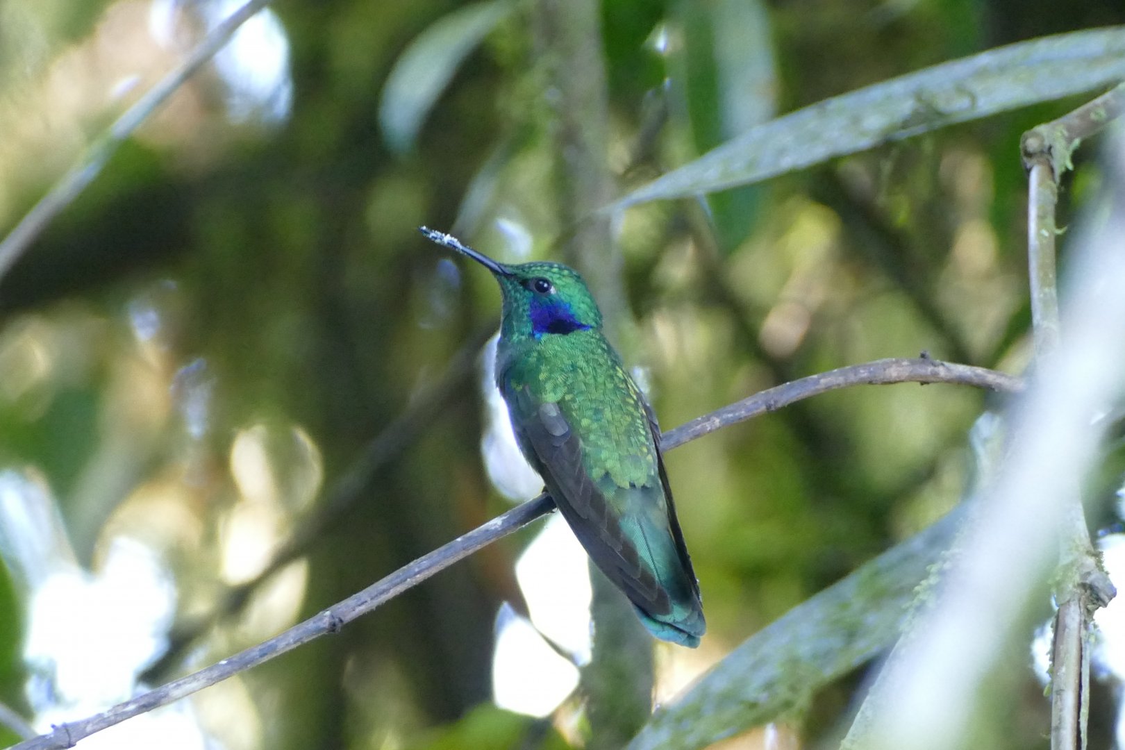 Lesser Violetear