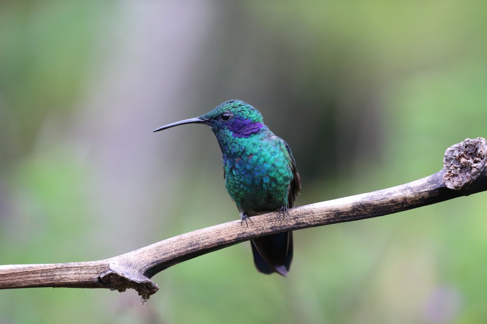 Lesser Violetear