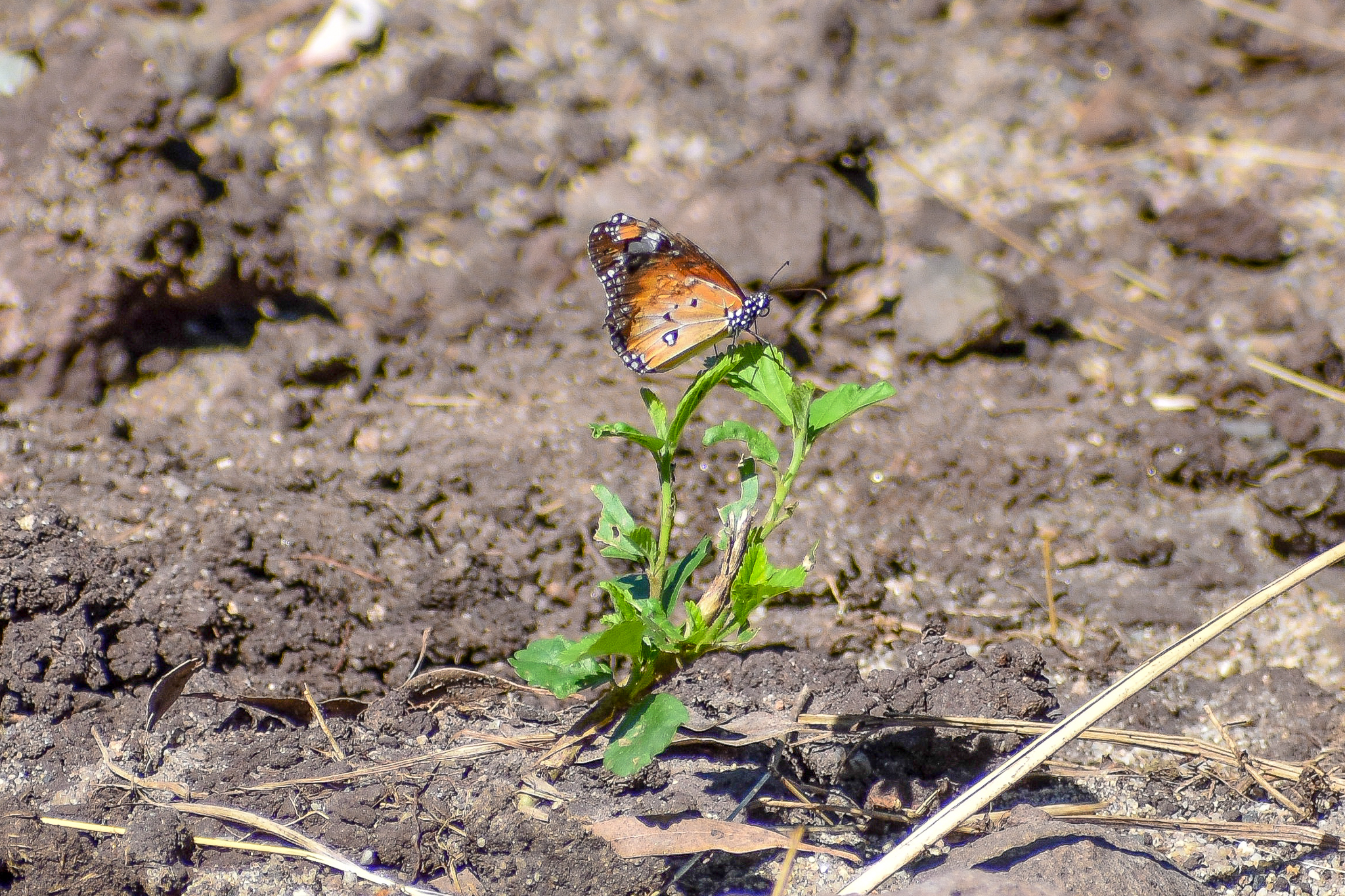 Lesser Wanderer (Danaus petilia)