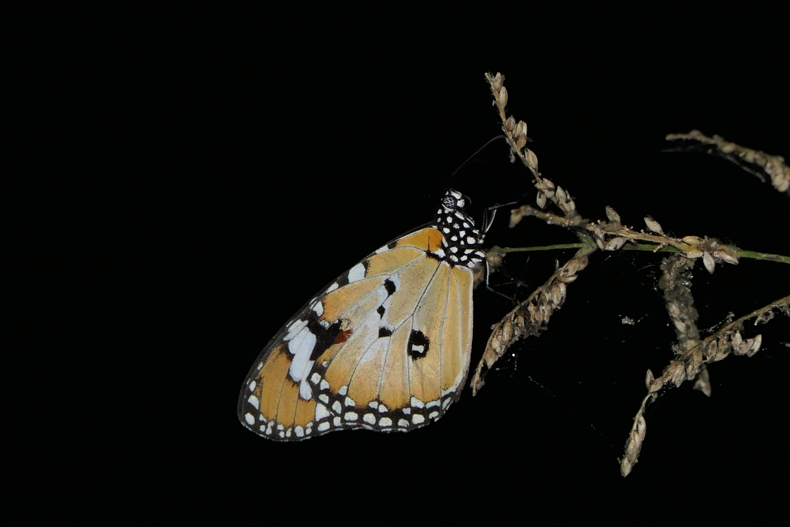 Lesser Wanderer (Danaus petilia)