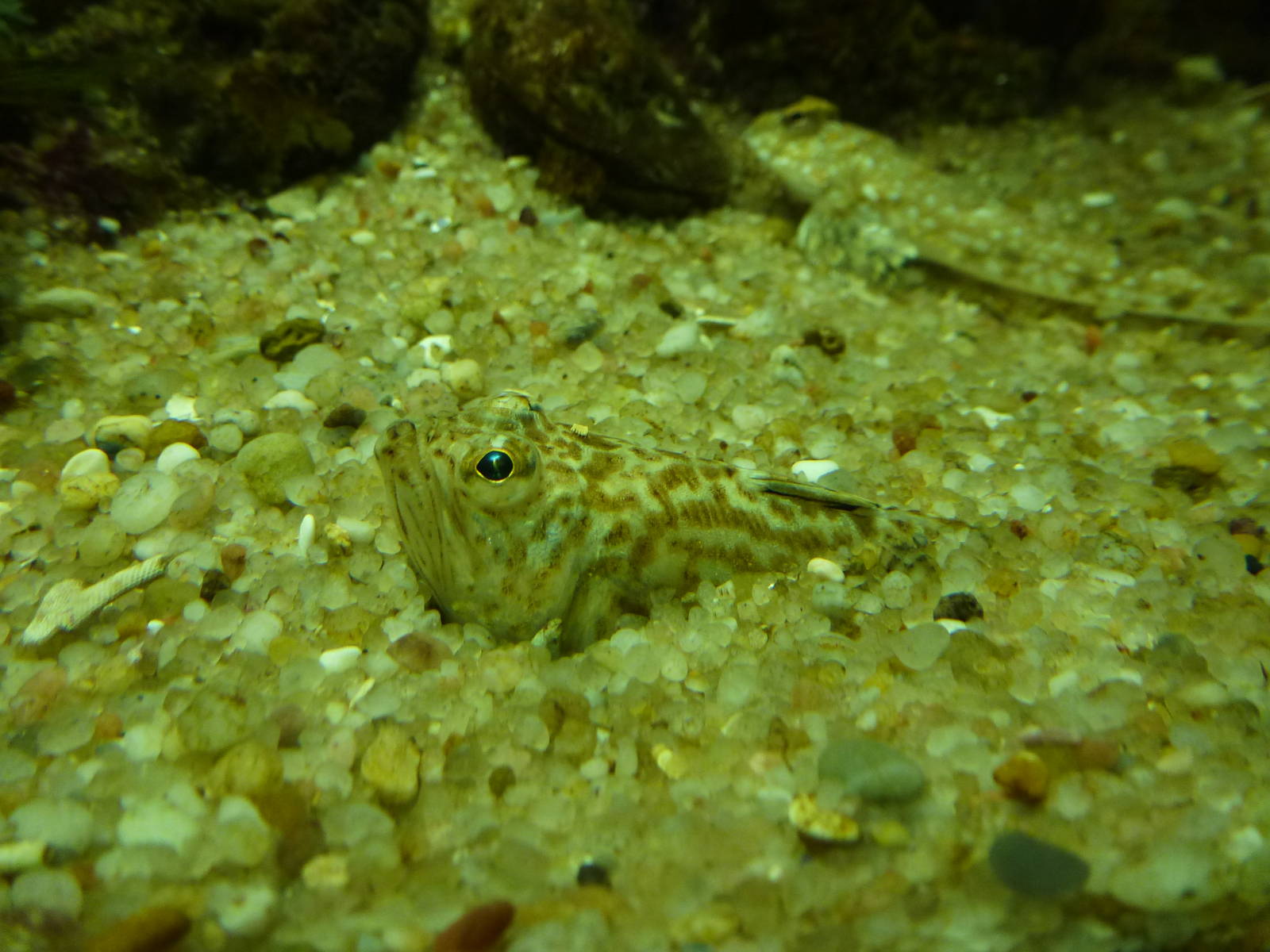 Lesser weever, November 2013.