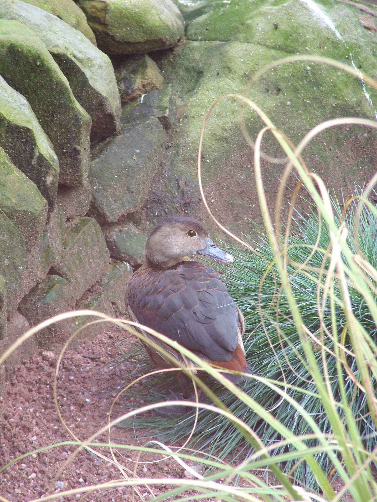 Lesser Whistling Duck at Blackbrook 03/04/10