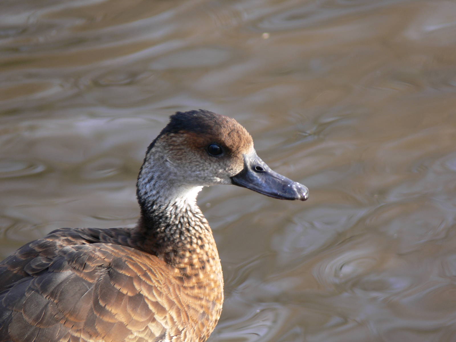Lesser Whistling Duck at Martin Mere 08/12/12
