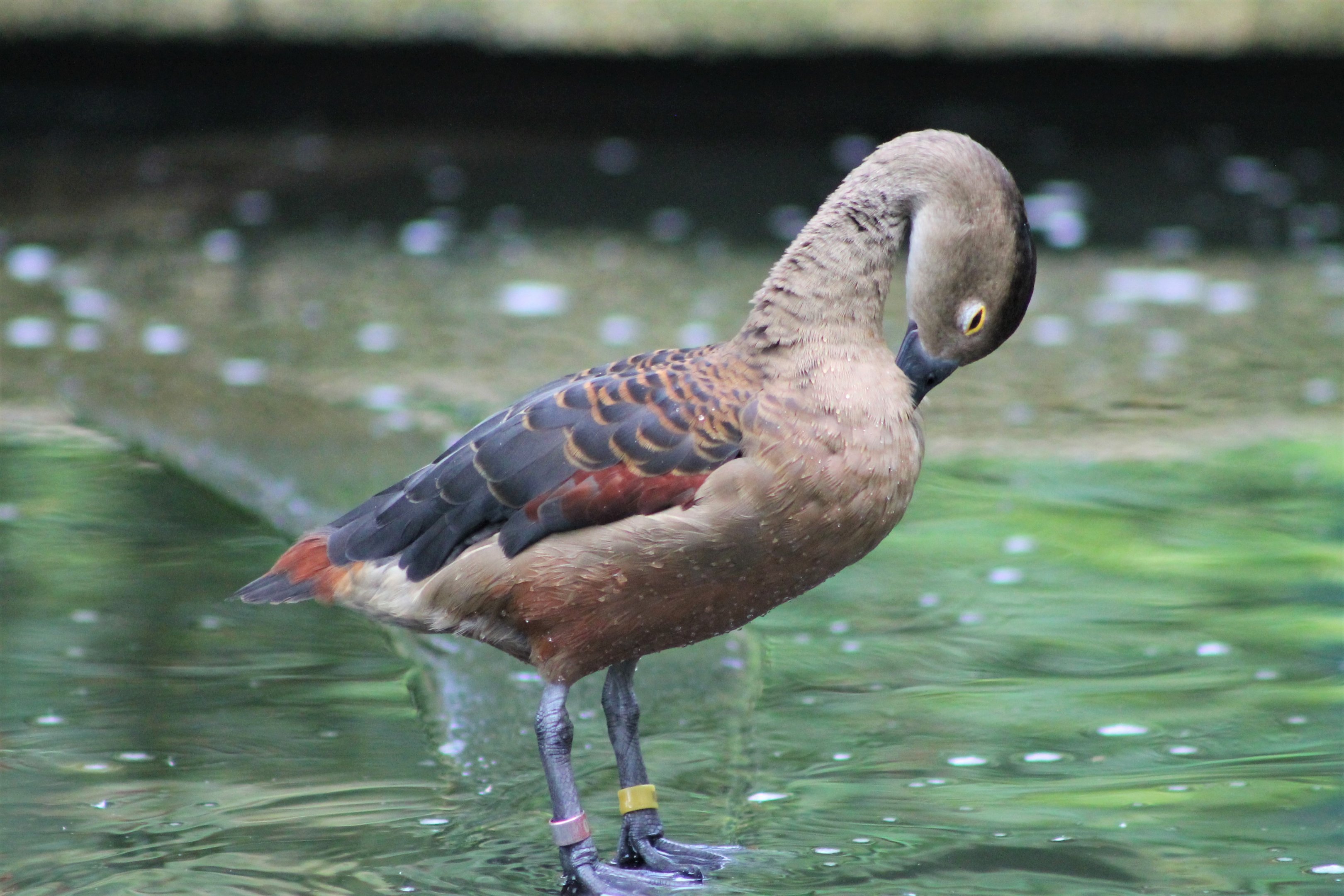 Lesser Whistling Duck (Dendrocygna javanica)